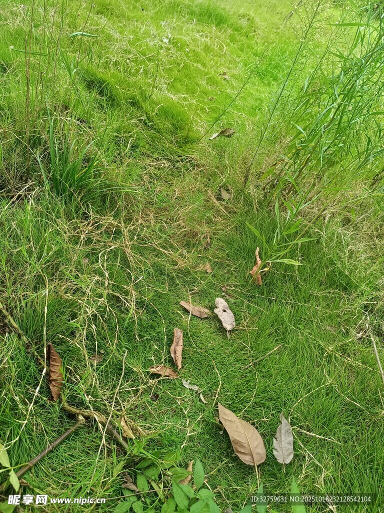 草地枯叶景象