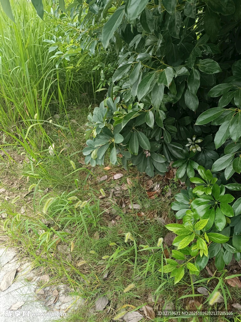 路边繁茂的绿色植物