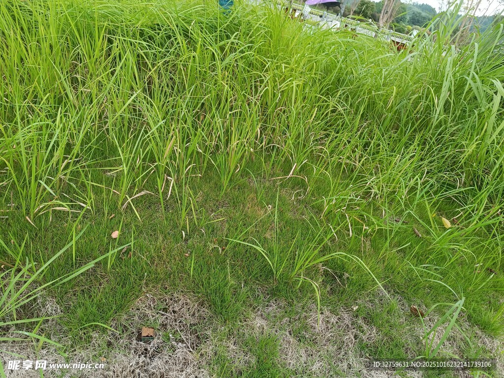 翠绿繁茂的野外草地