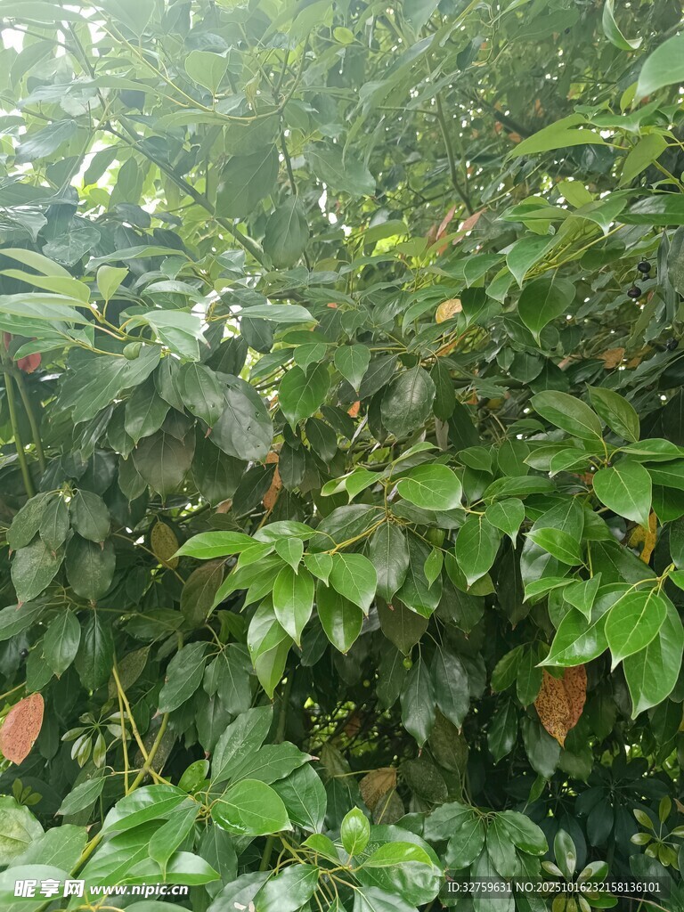 茂密绿植景观