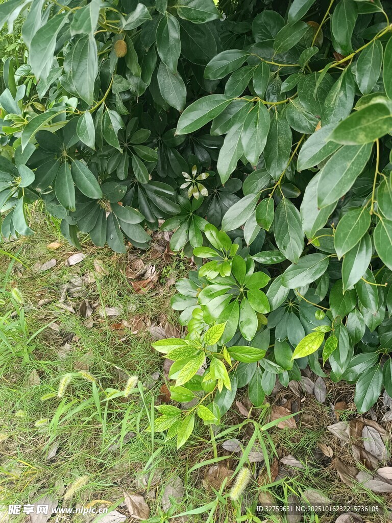 绿叶繁茂的自然植物景象