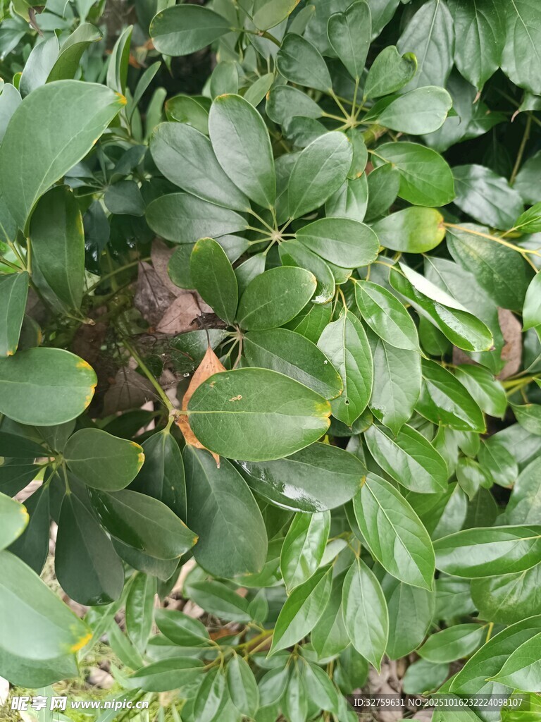 绿叶丛中的植物细节