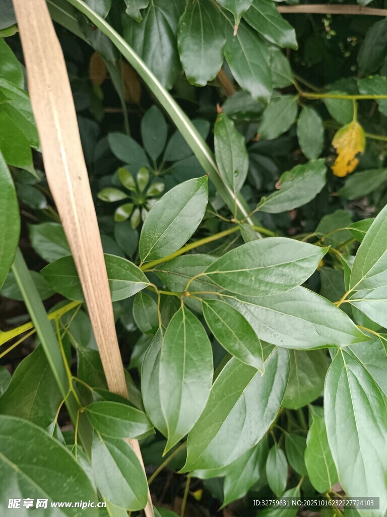 绿叶植物特写