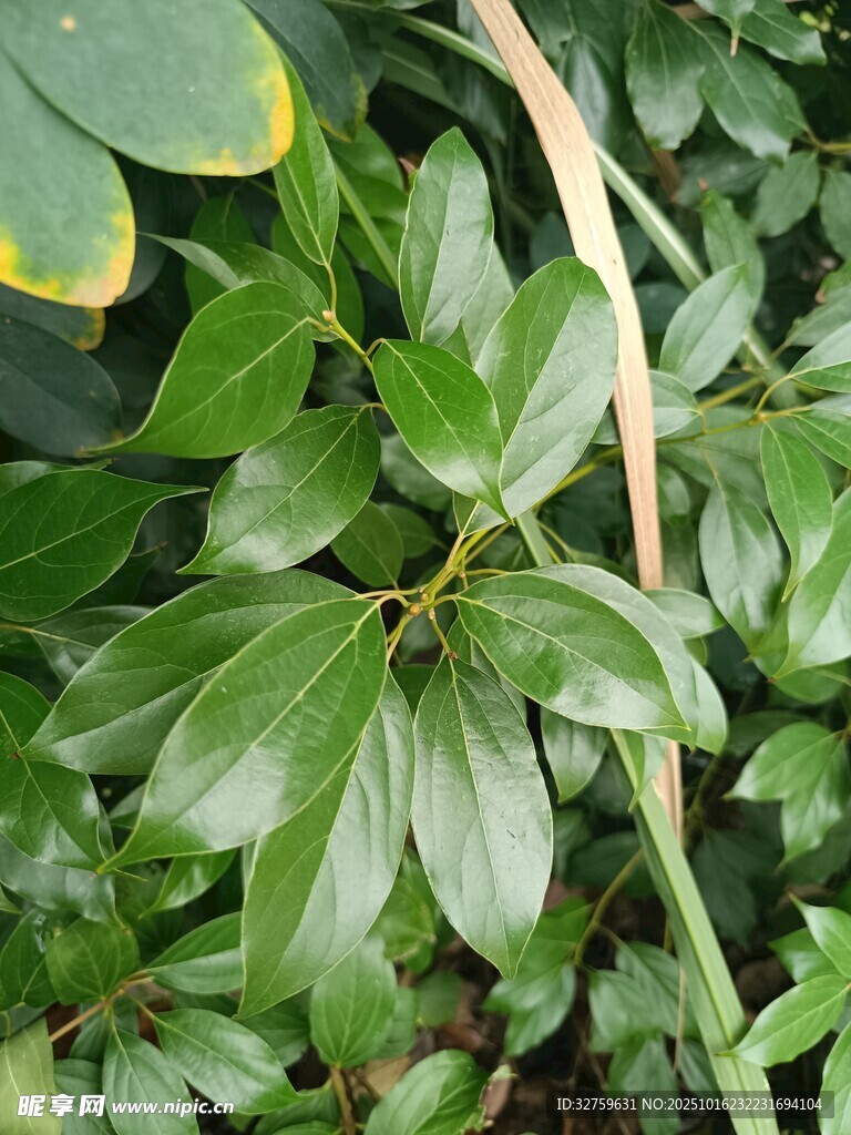 翠绿叶片植物特写