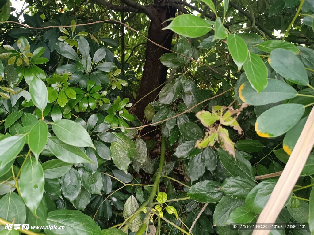 繁茂绿植中的自然景象