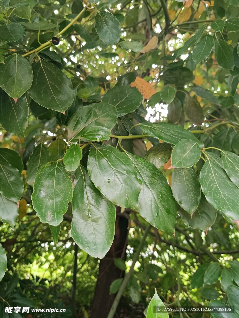 绿叶繁茂的树木景象