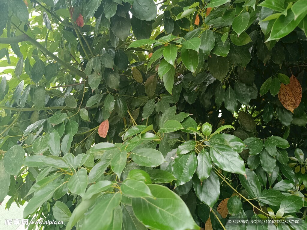 树上的可可果与繁茂绿叶