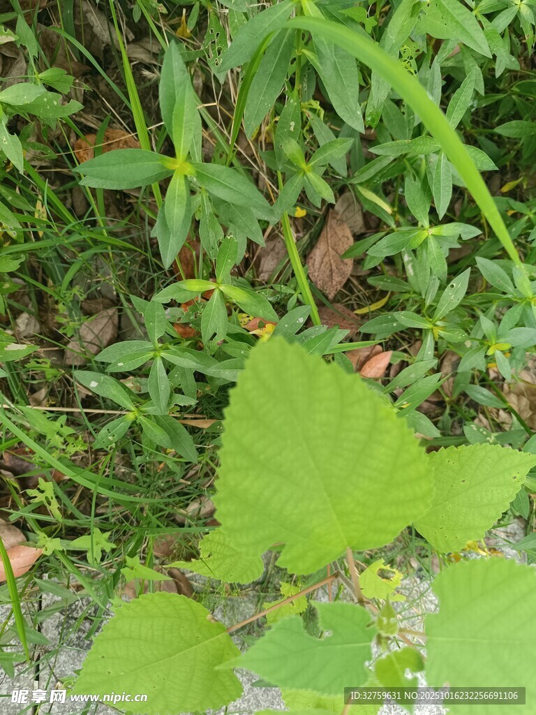 野外生长的嫩绿植物