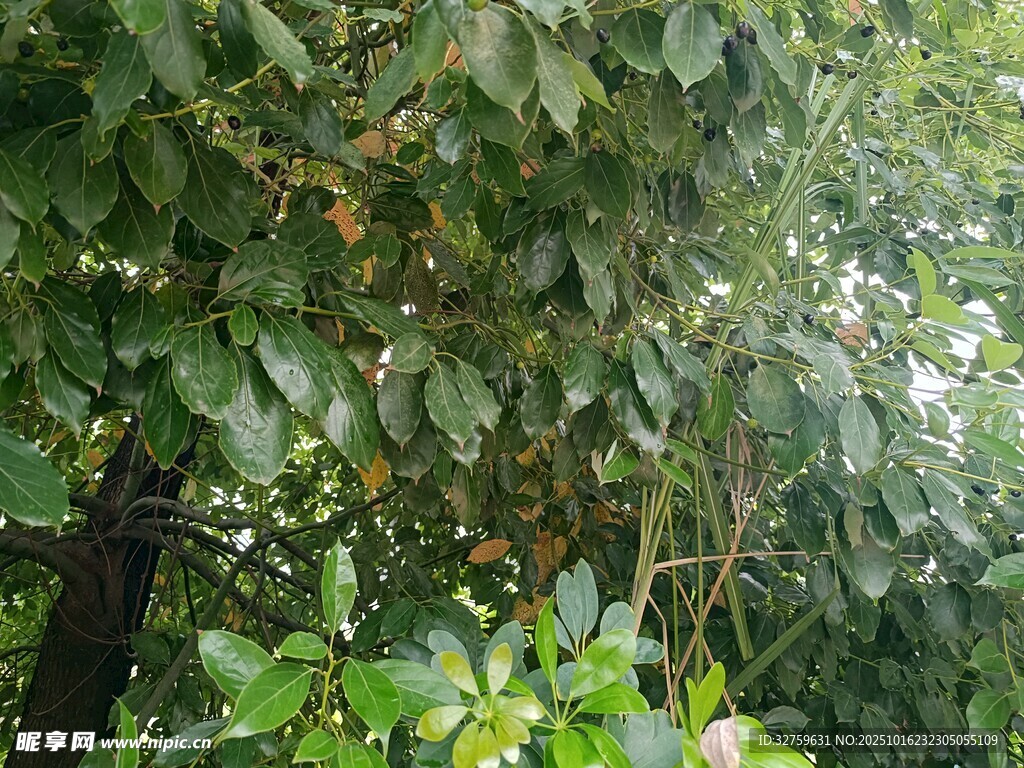 繁茂绿植景观