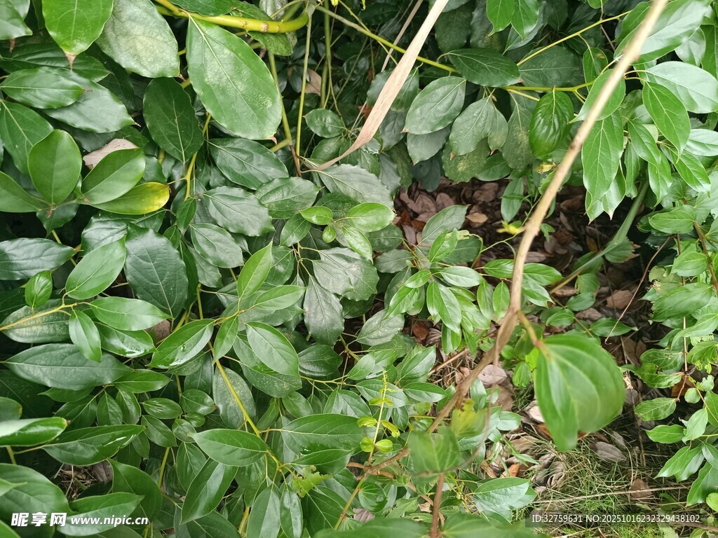 绿叶繁茂的植物景象