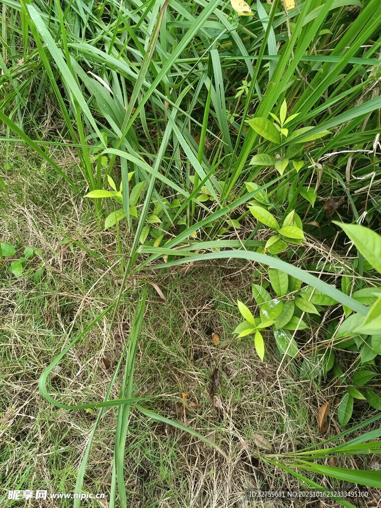 草丛中的嫩绿植物