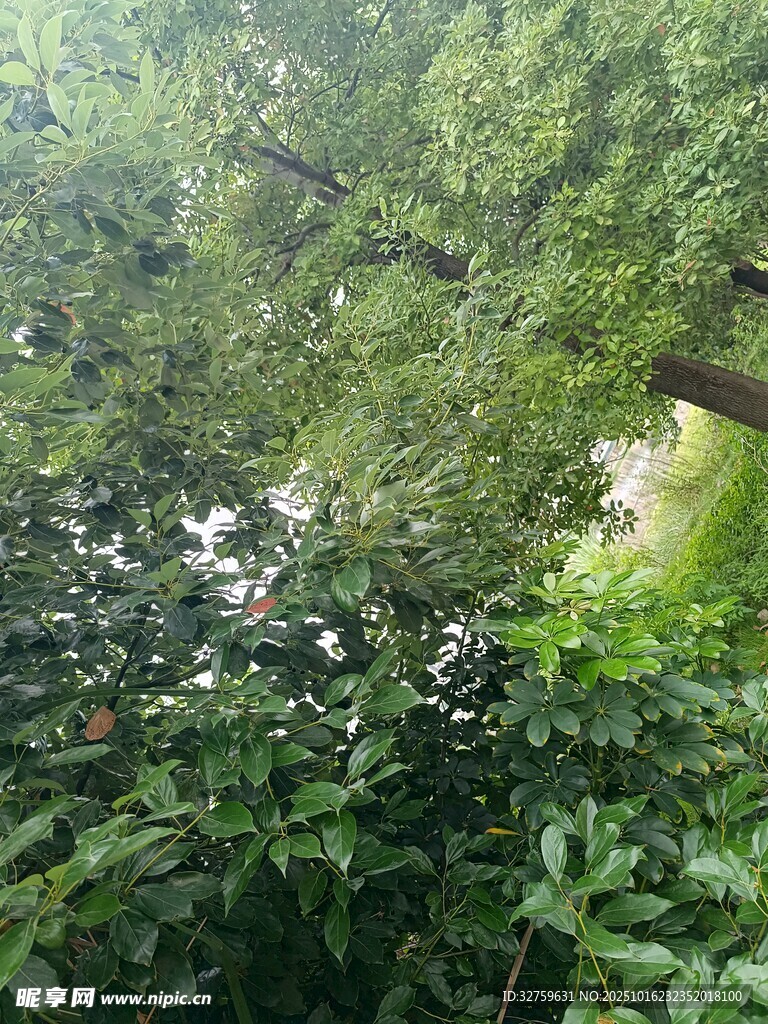 繁茂绿植间的自然景致