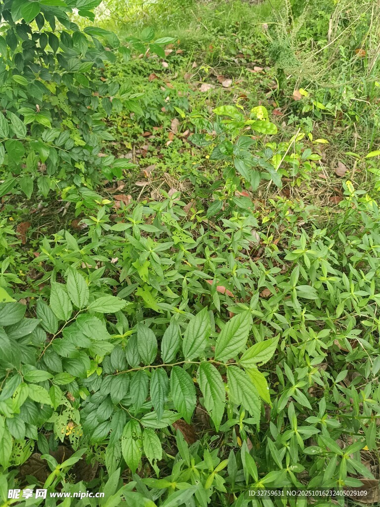 绿意盎然的草地植物景观