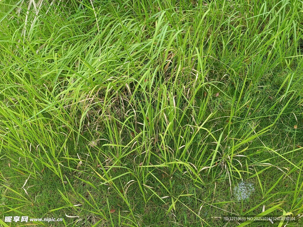 翠绿茂盛的丛生野草