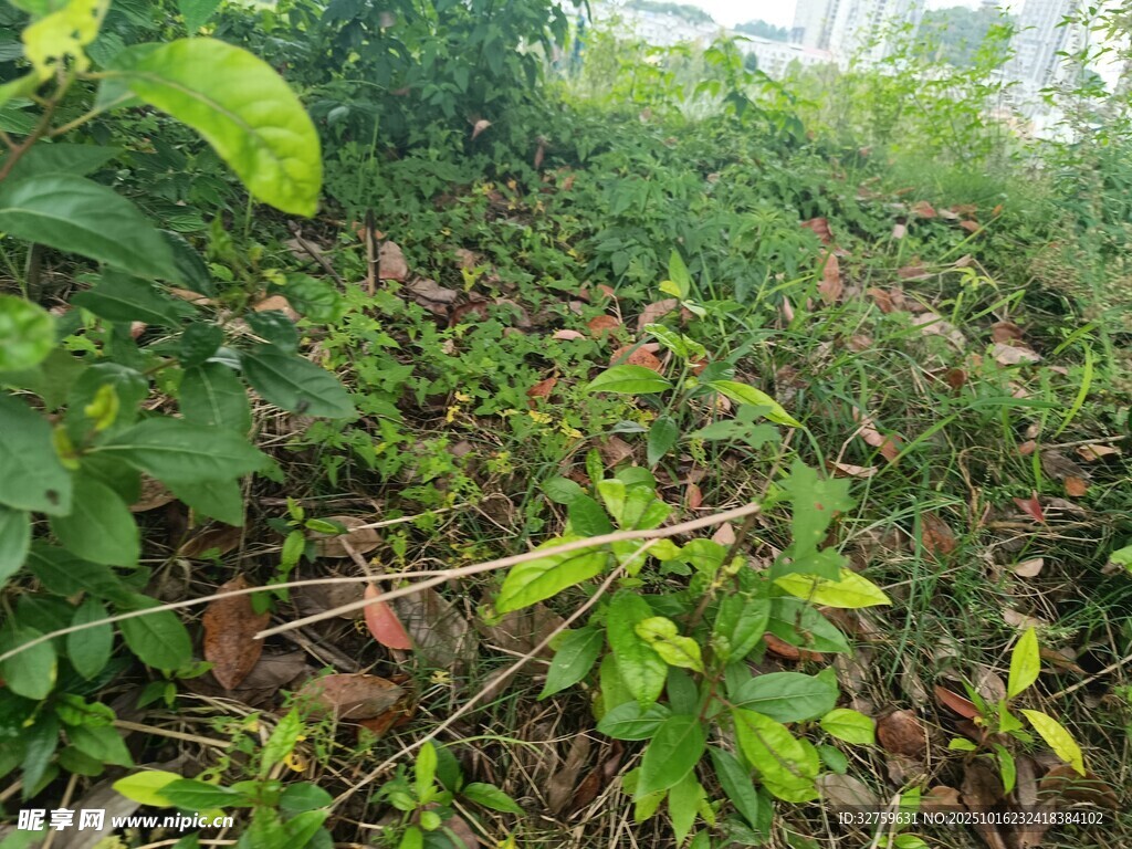 繁茂绿植景观