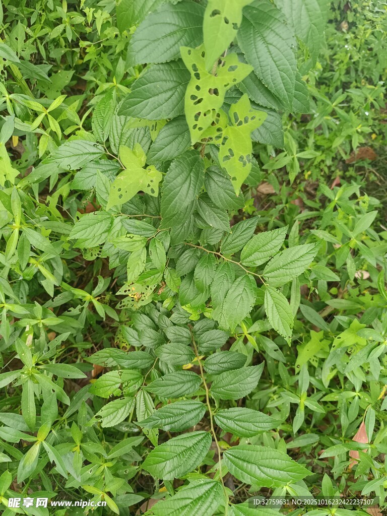 繁茂绿植景观