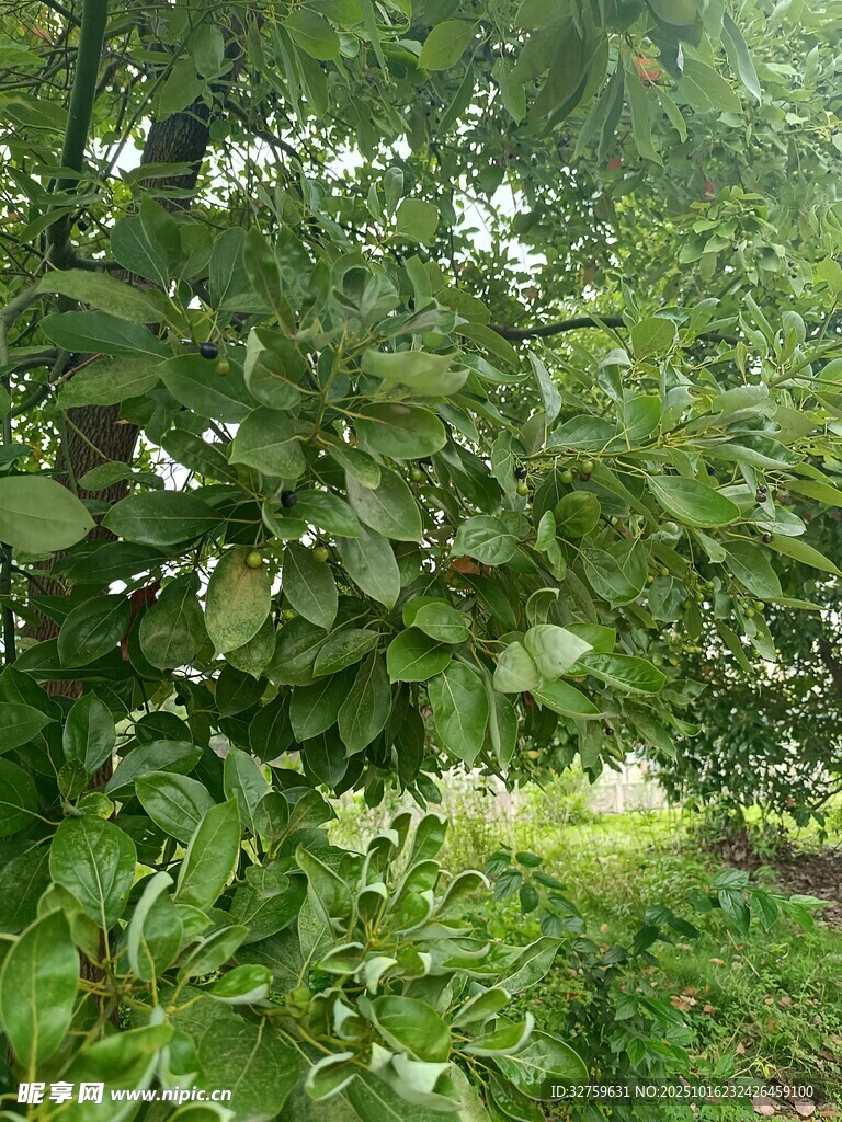 繁茂绿叶的树木景象