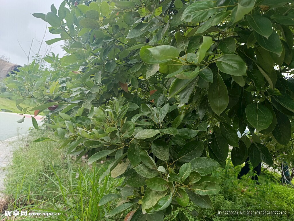 路边繁茂绿植
