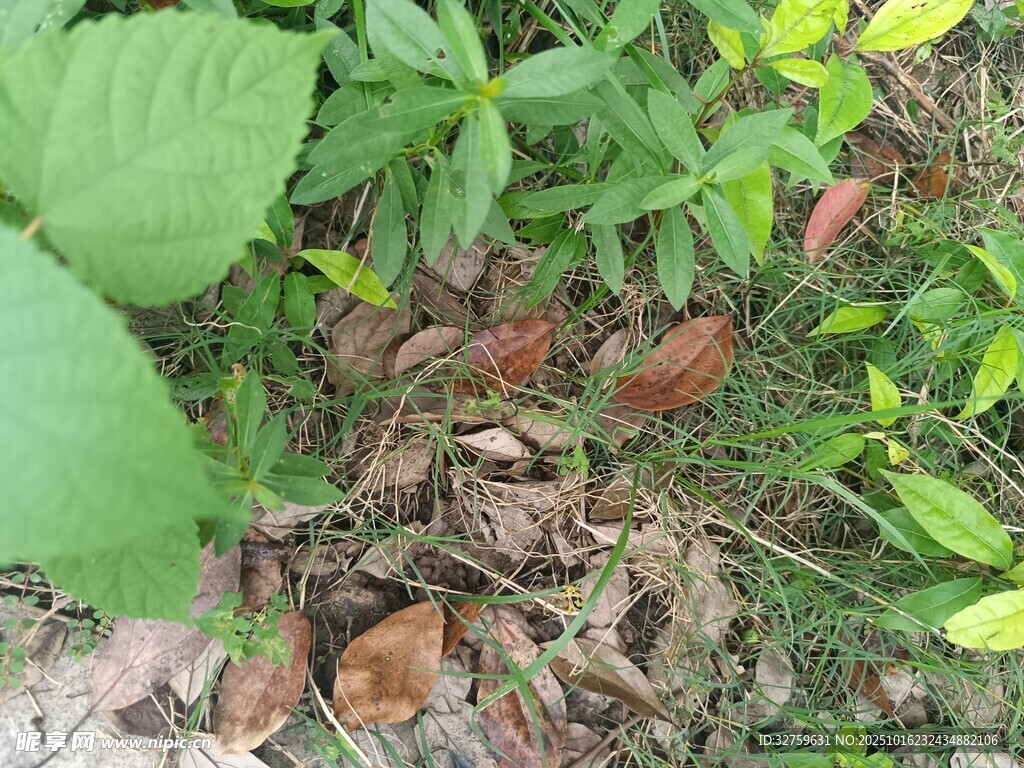 林下枯叶与绿植景象