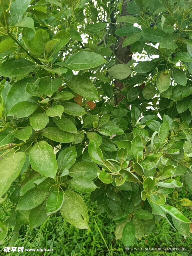 绿叶繁茂的植物景象