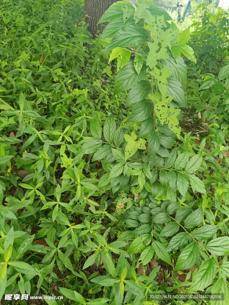 繁茂绿植景观