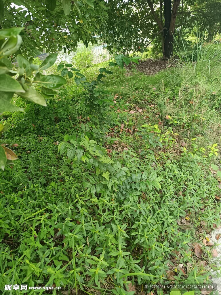 绿意盎然的林间草地