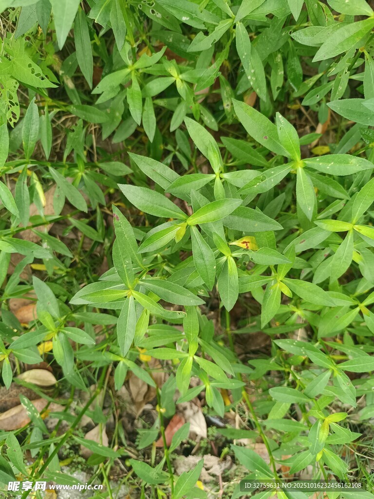 绿叶丛中的果实