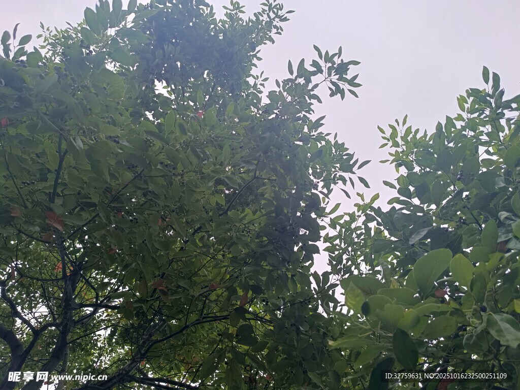 繁茂绿树