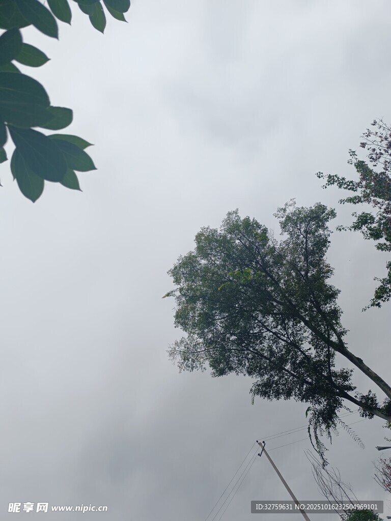 仰视天空中的繁茂树木