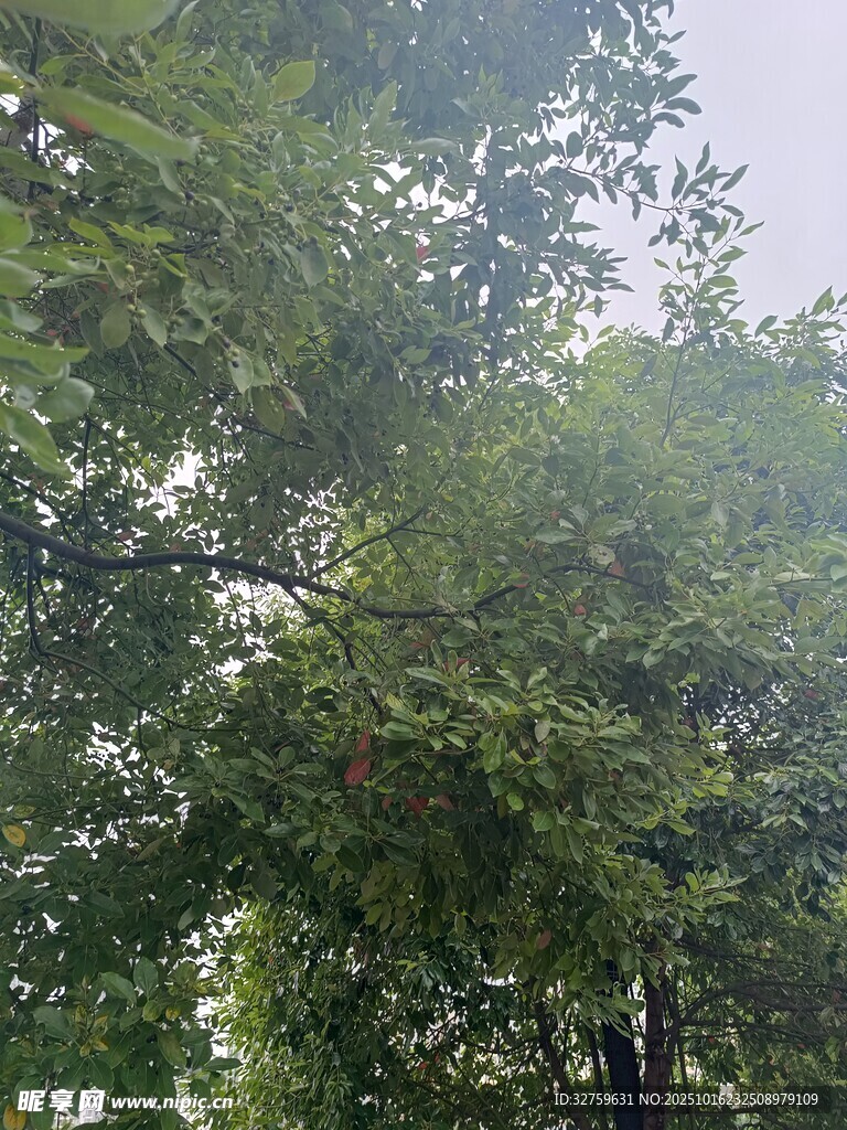 繁茂绿树展现自然生机