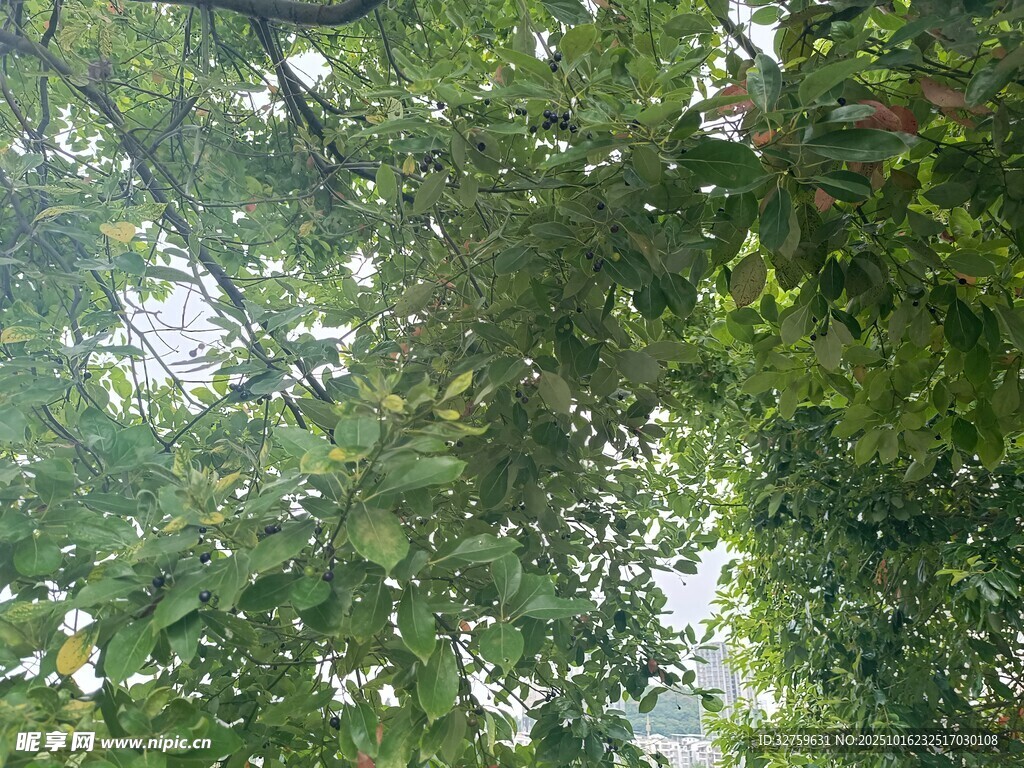 繁茂枝叶下的绿意景致