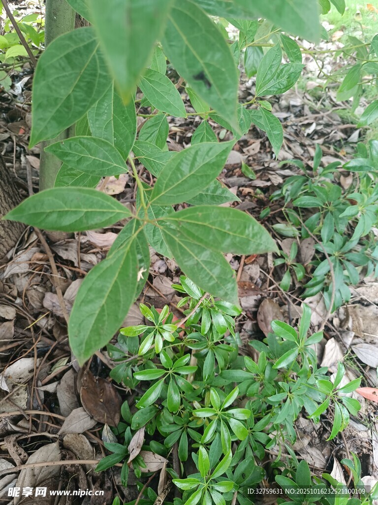 绿叶繁茂的地面植物景观