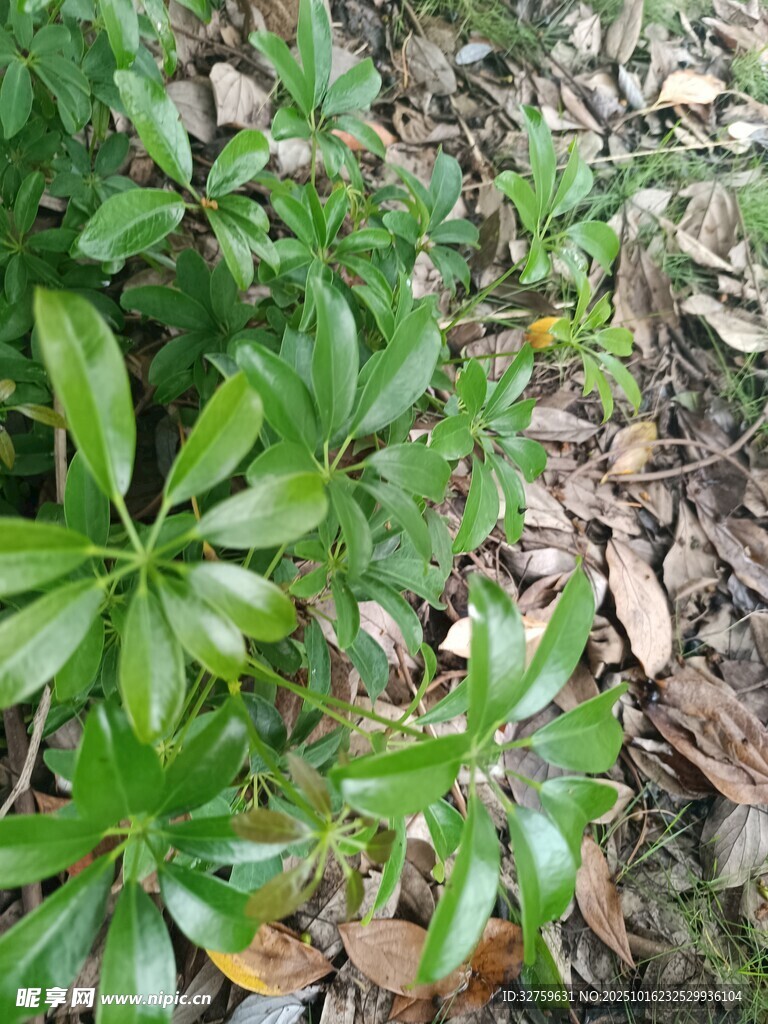 绿叶植物于地面生长