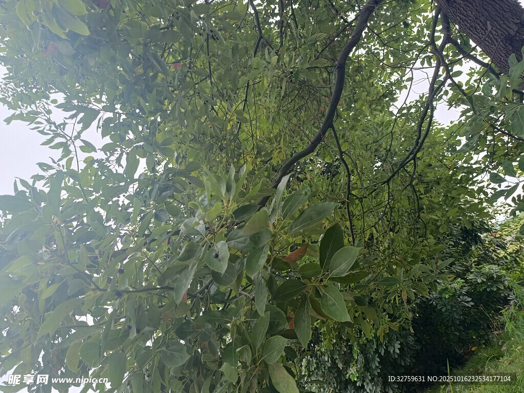 仰视繁茂绿树景象