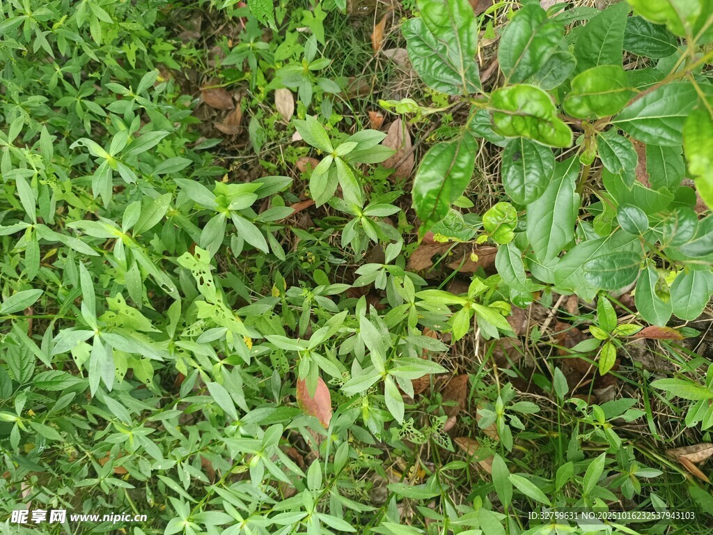 野外繁茂的绿色植物景象