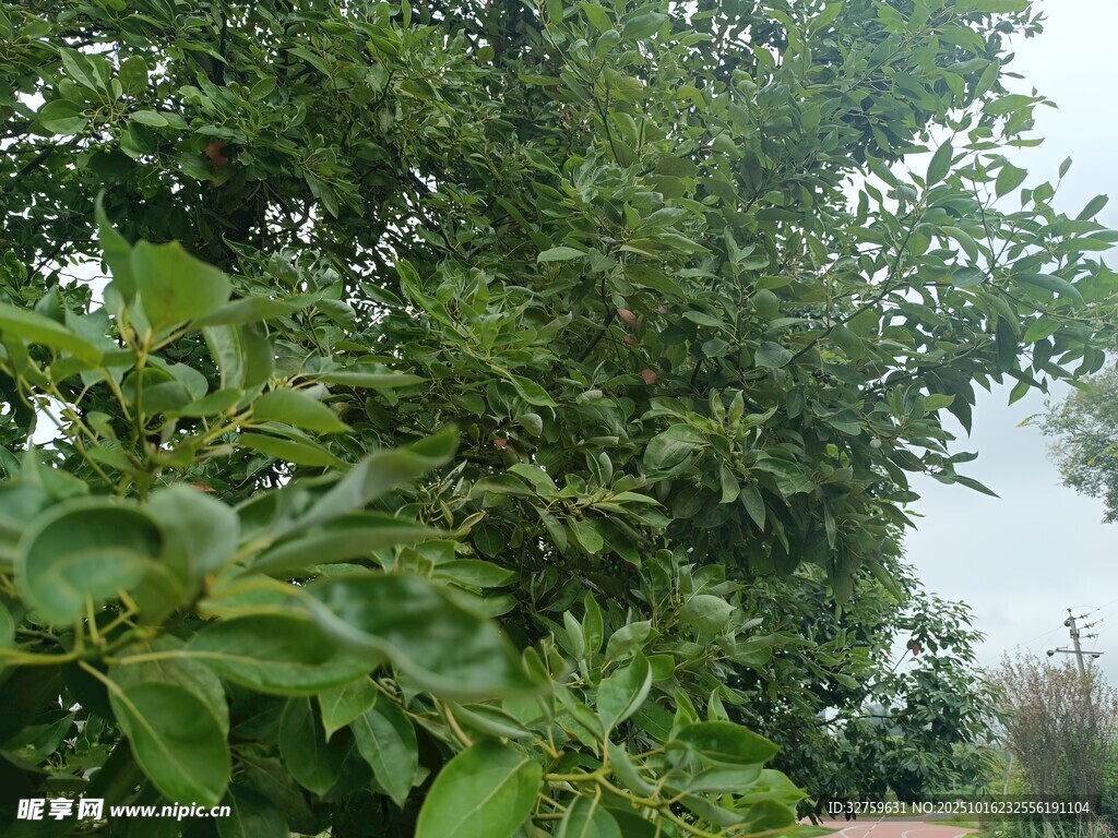 繁茂绿树展现自然生机