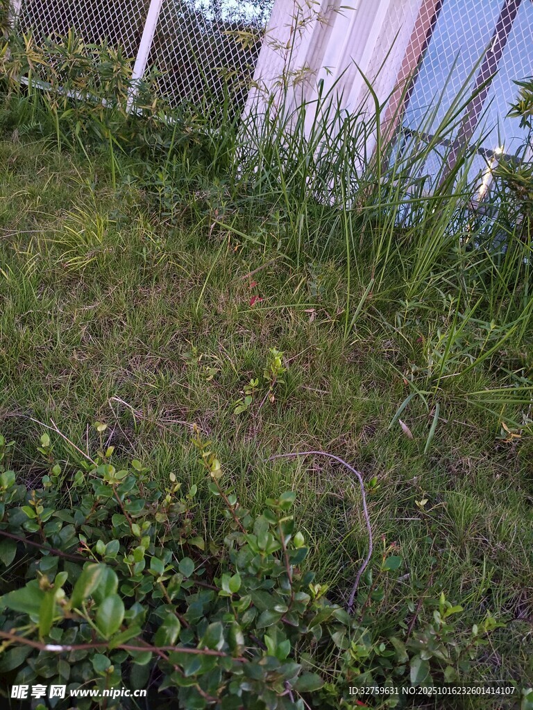 户外草地绿植景象