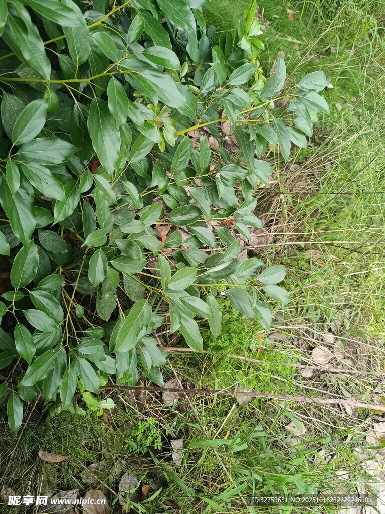绿叶繁茂的地面植物景观