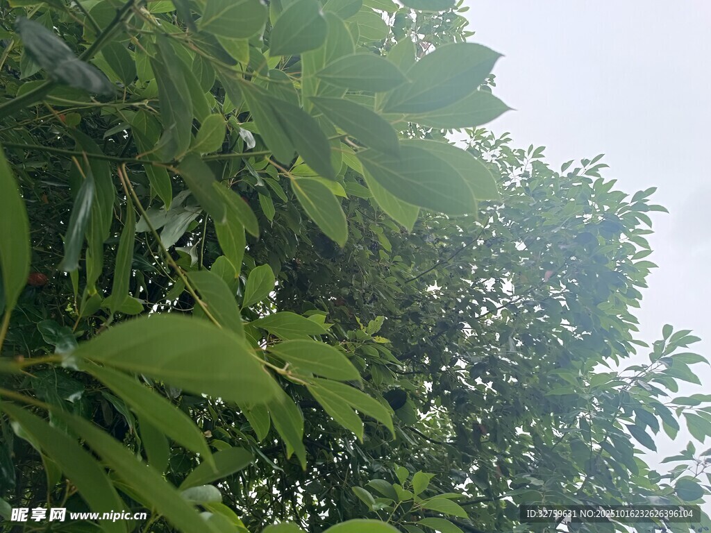 绿叶繁茂的树木景观