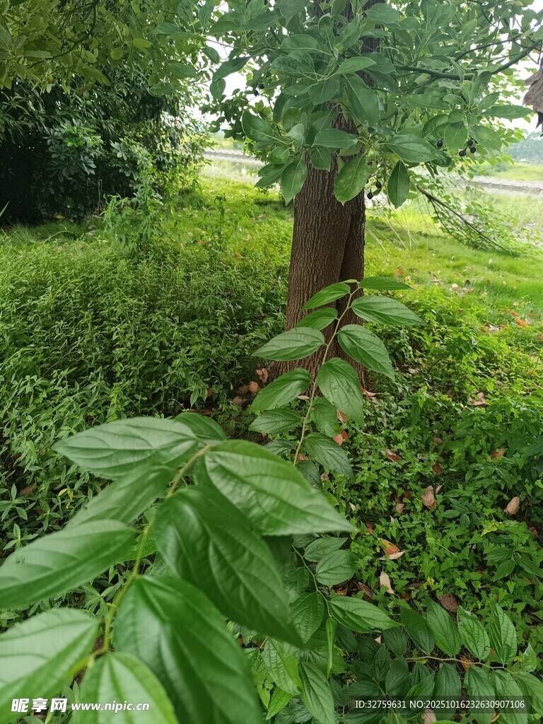 绿意盎然的自然植物景观