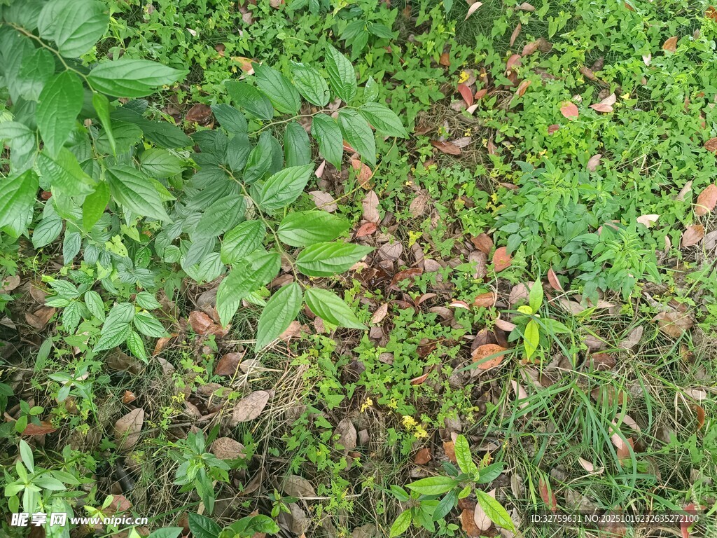 地面上的蕨类植物与坚果