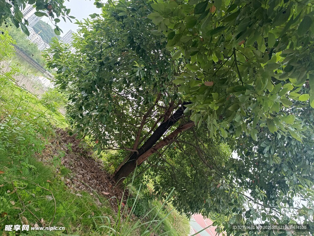 绿树成荫的自然景象