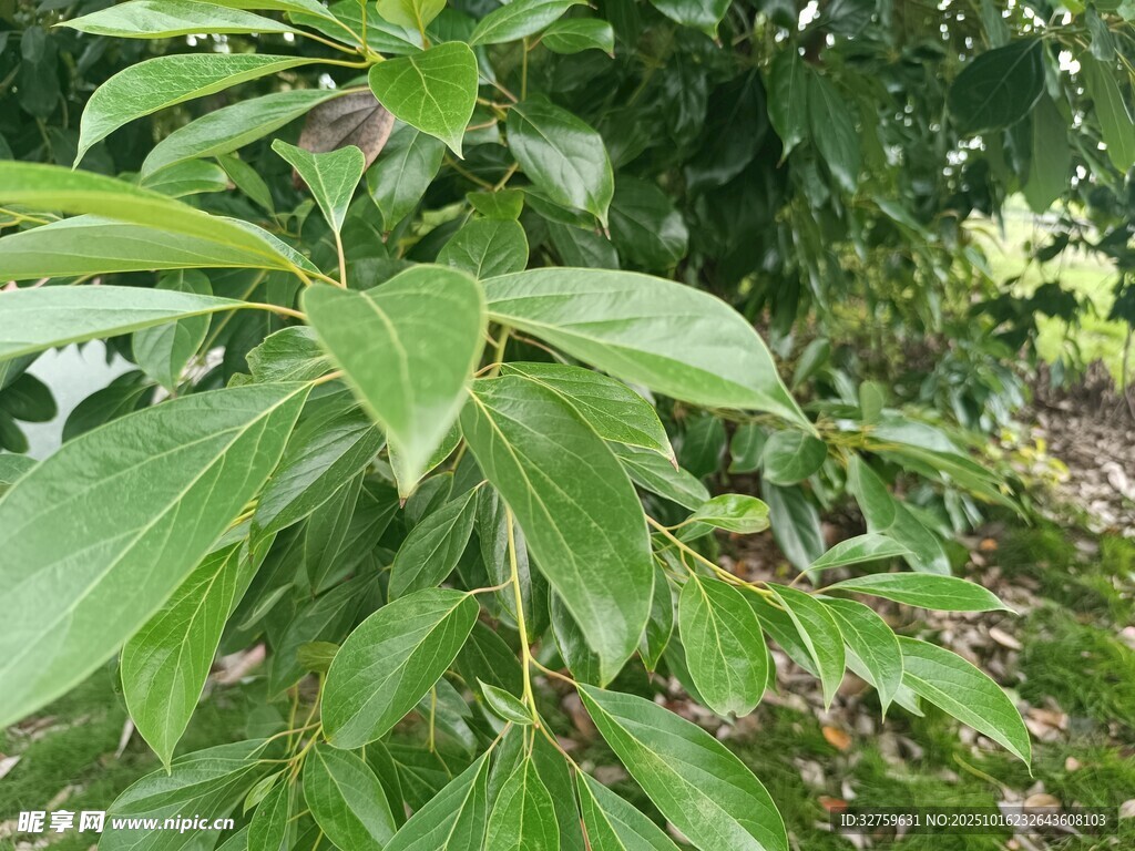 绿叶繁茂的植物特写