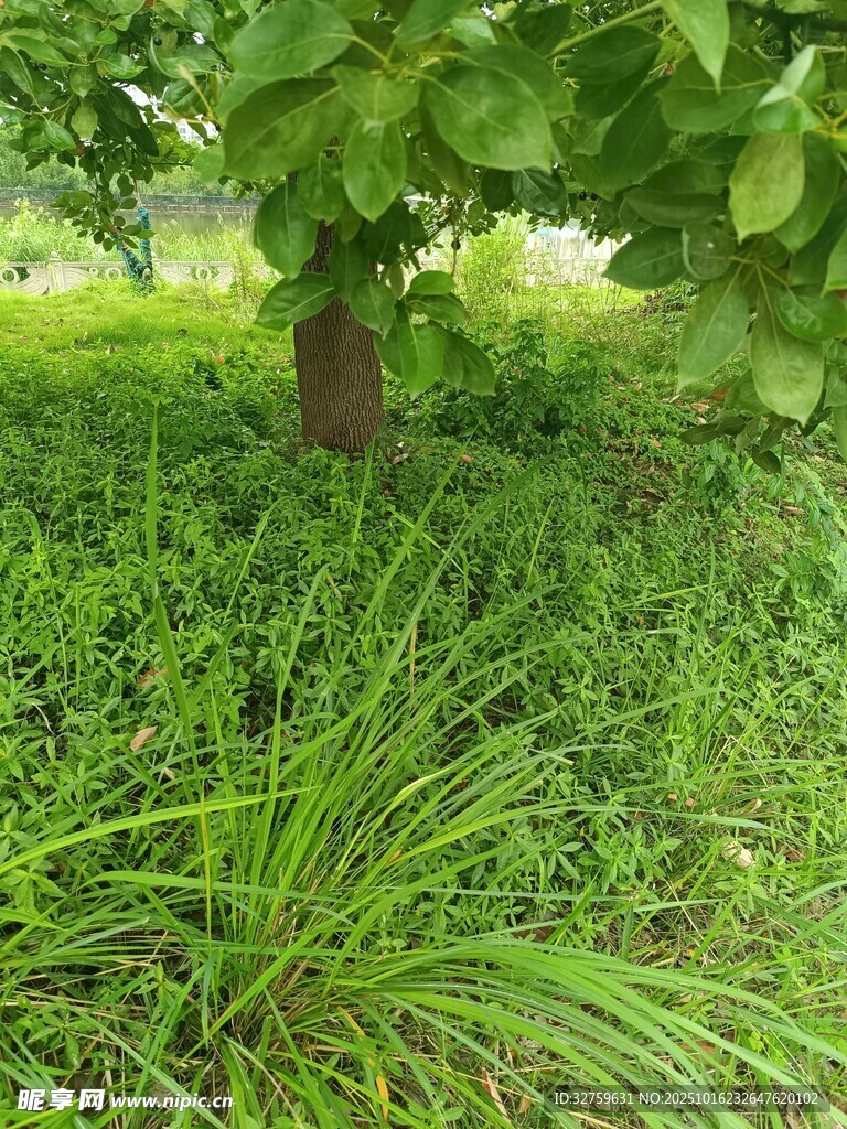 绿意盎然的草地与树木