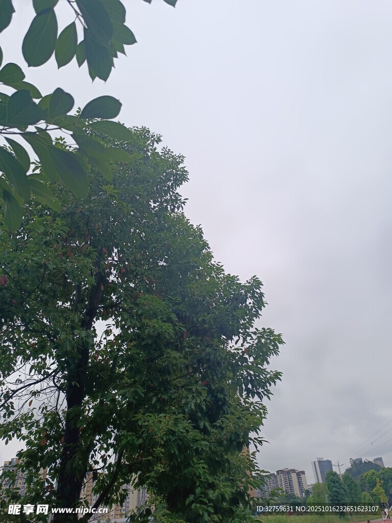 绿树成荫的户外景致