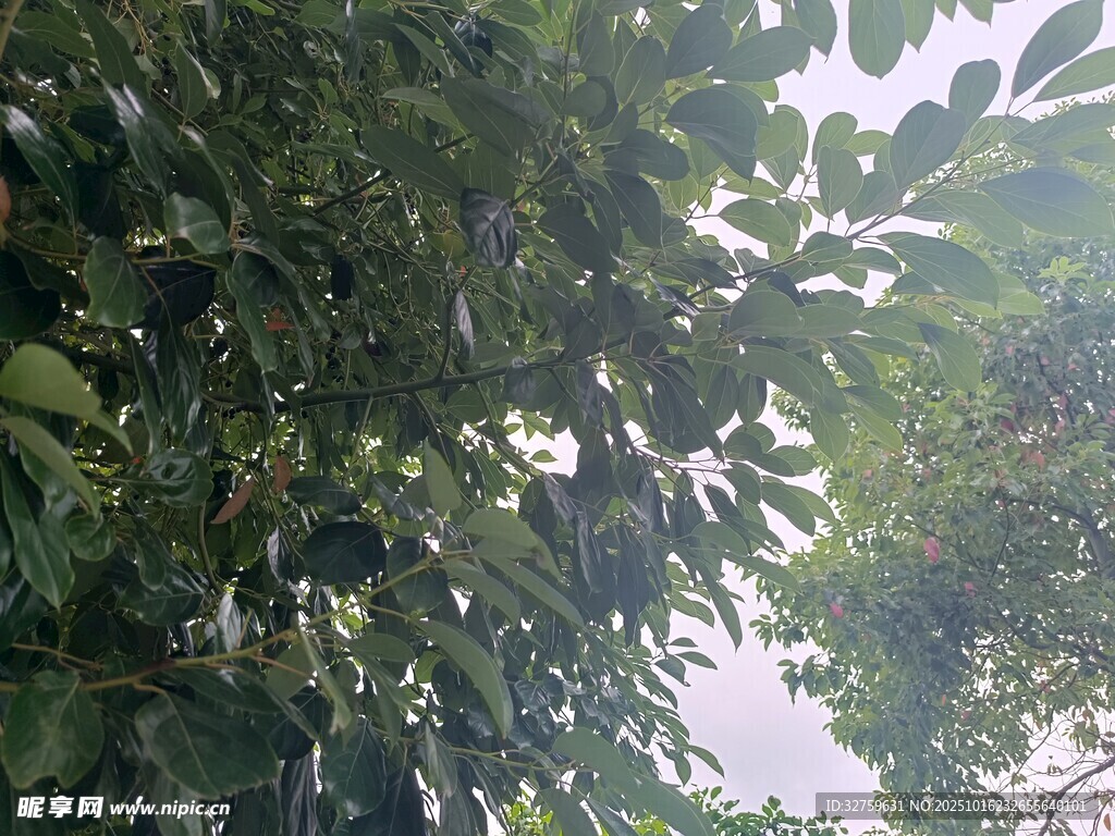 繁茂绿叶间的自然景致