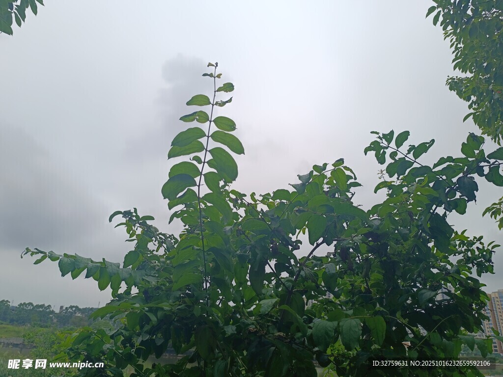 绿叶繁茂的自然景象