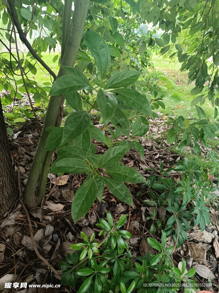 树下繁茂绿植景观