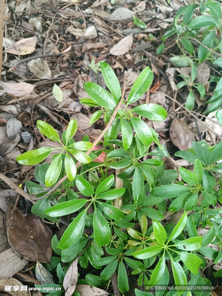 地面生长的绿色植物