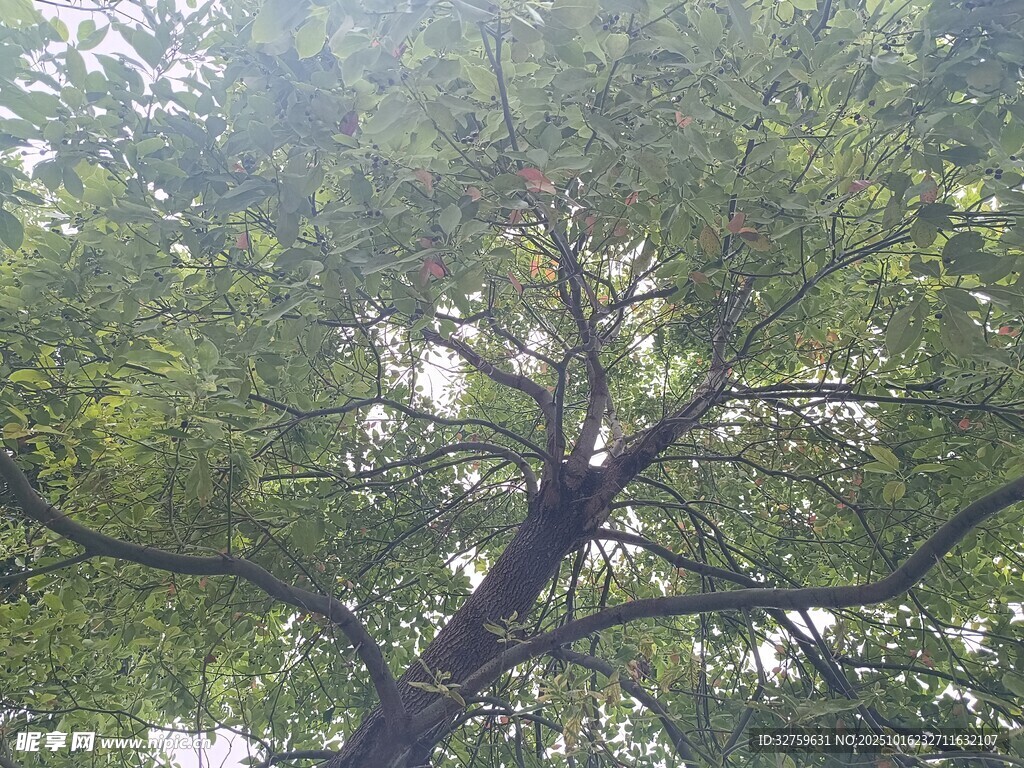 仰视繁茂大树枝叶